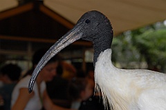 0763 Wildlife Habitat Port Douglas
